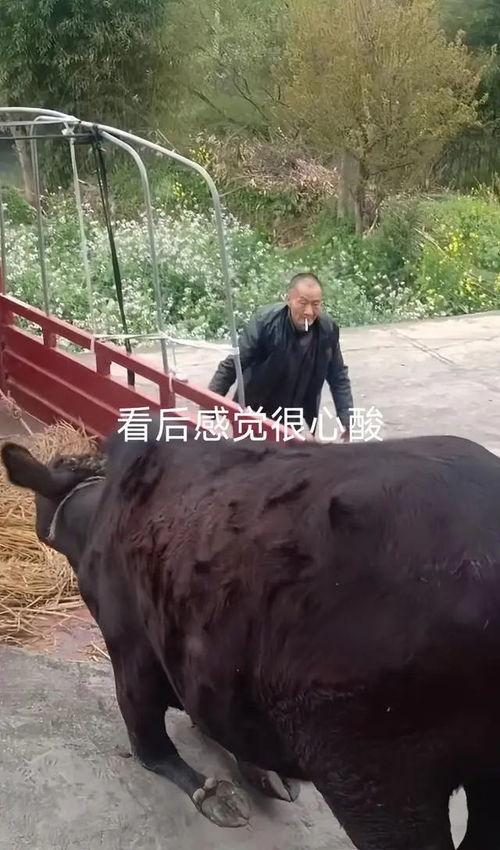 老牛视频：探索老牛视频的魅力与影响力